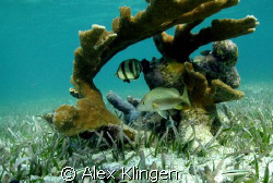 Taken in Belize while snorkeling, natural light by Alex Klingen 